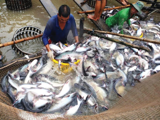 Sản xuất cá tra giống theo VietGAP tại Tiền Giang
