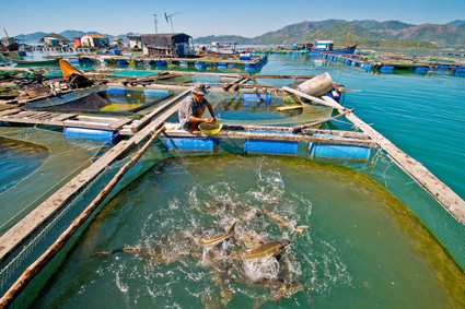 Quy hoạch phát triển nuôi trồng thủy sản miền Trung đến năm 2020 và định hướng đến năm 2030 (29/03/2016)