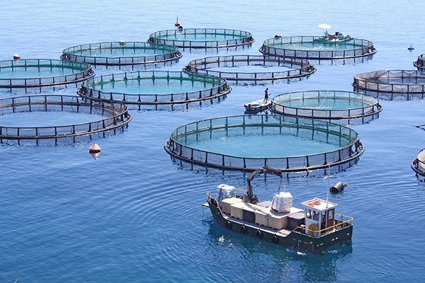 Trình tự cấp phép nuôi trồng thủy sản trên biển đối với nhà đầu tư nước