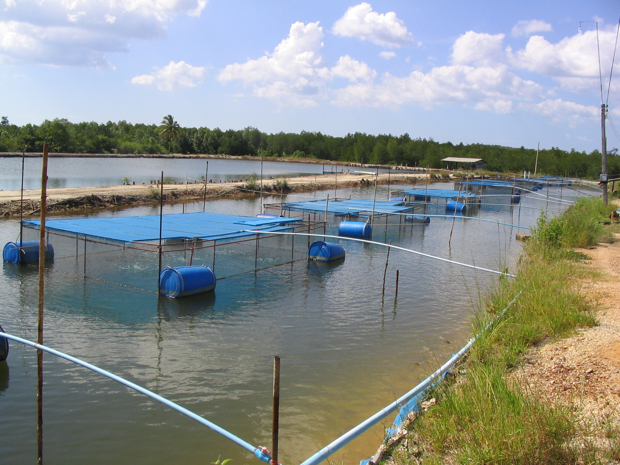 Soc Trang province: Reduce environmental pressure in intensive and semi-intensive shrimp farming