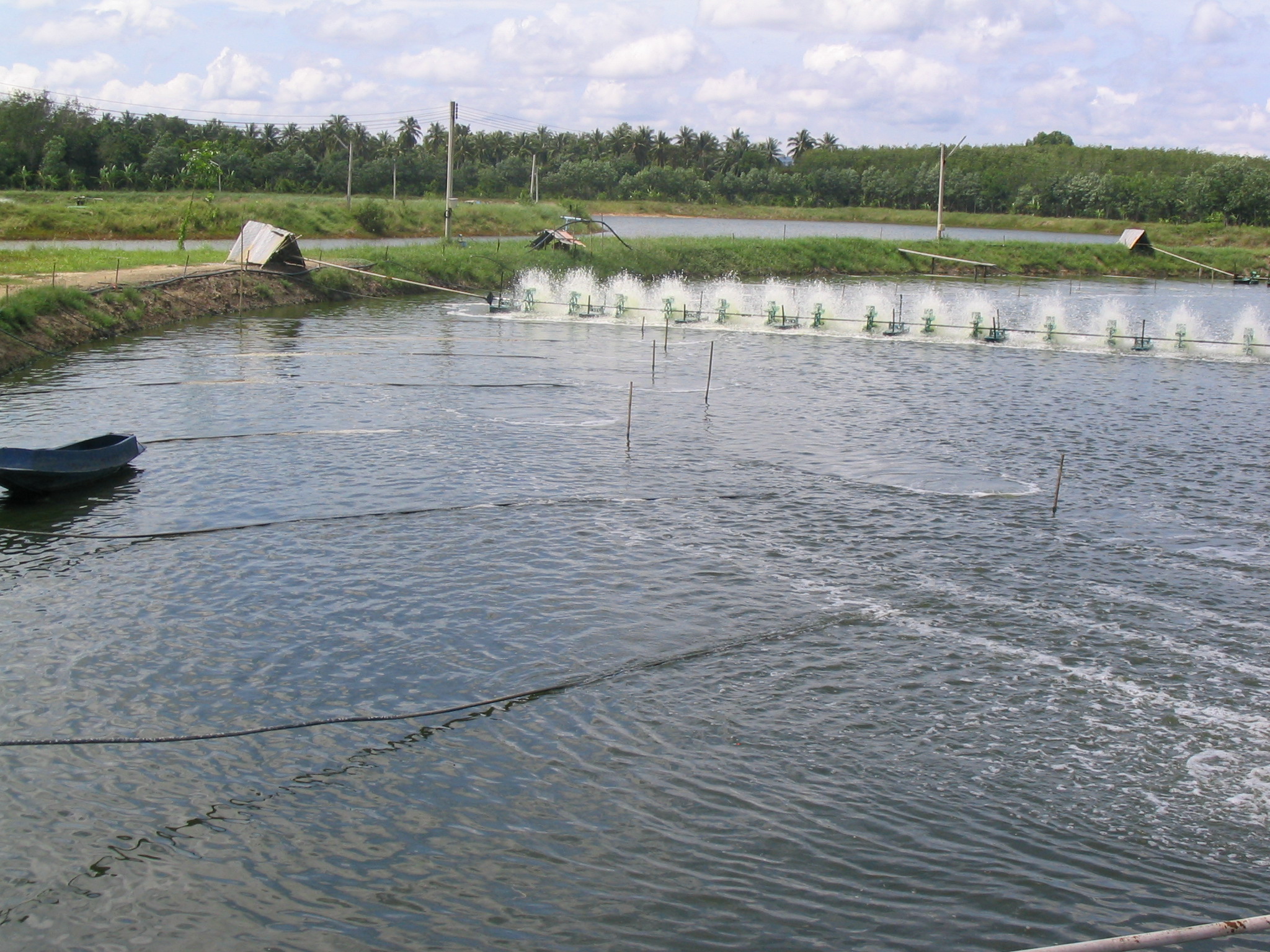 Hai Duong province: Fisheries Association encourages members to practice VietGAP in aquaculture