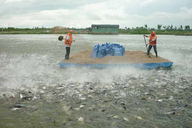 Cà Mau: Ban hành Quy định về giá bồi thường vật nuôi thủy sản
