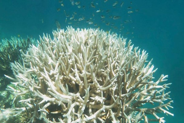 Trồng san hô có lợi cho các vùng rạn tại Caribe