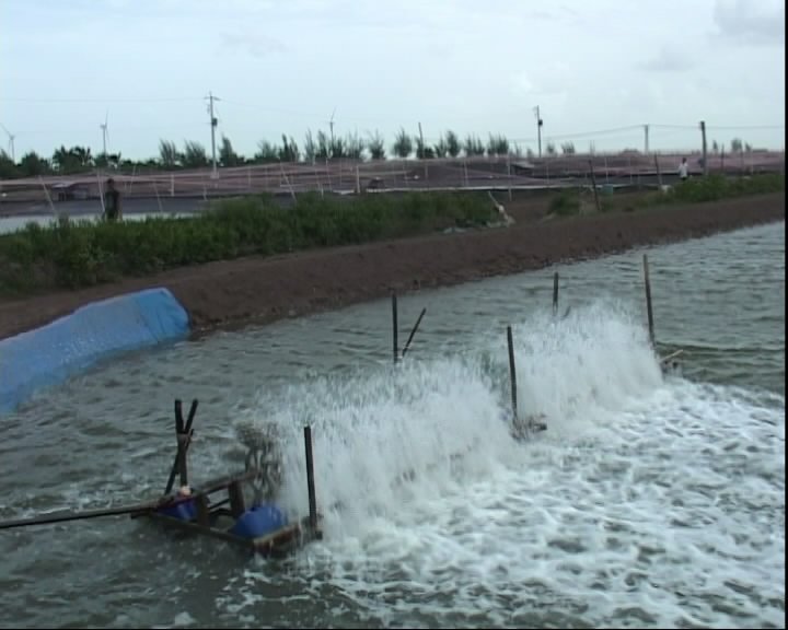 Quy hoạch nuôi tôm nước lợ vùng Đồng bằng sông Cửu Long đến năm 2020, tầm nhìn 2030