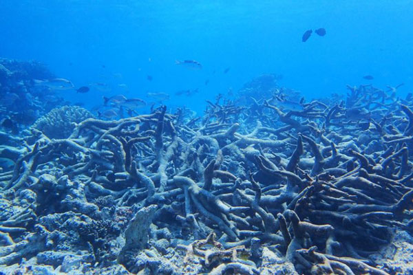 Vi chất dẻo trong nước biển gây ảnh hưởng đến các loài thủy sản