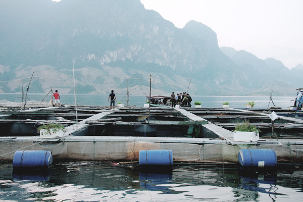 Nghệ An: phát triển nuôi trồng thủy sản trên hồ chứa thủy lợi