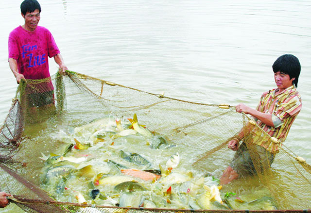 Ba Vì: Phát triển nuôi trồng thủy sản theo hướng an toàn thực phẩm