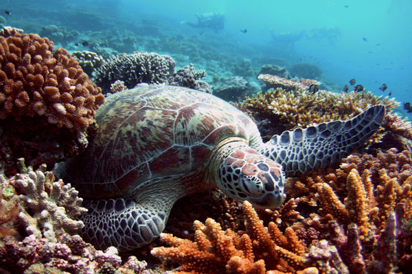 Chất dẻo ở đại dương giết chết rùa biển