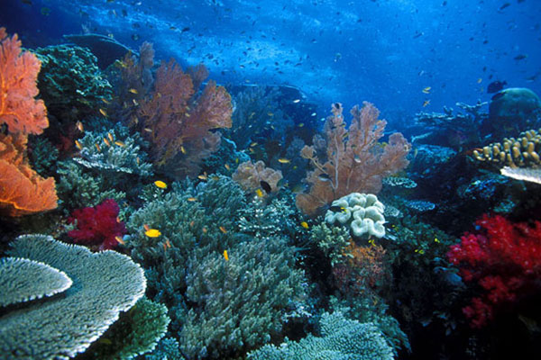Indonesia tạo ra ba khu bảo tồn biển trong Tam giác san hô