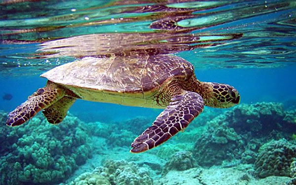 5 năm thực hiện Kế hoạch hành động bảo tồn rùa biển Việt Nam