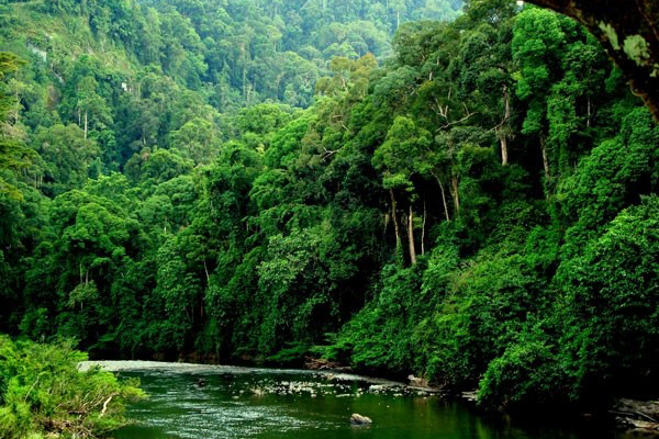 Ăn cá cứu rừng - khoa học chứng minh khai thác hải sản bền vững giúp bảo