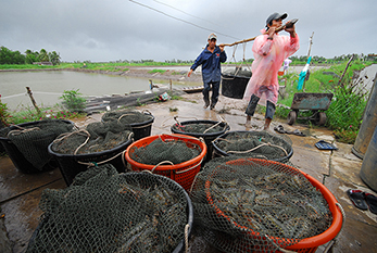 Quy định về an toàn thực phẩm đối với thủy sản nuôi tại một số thị trường nhập khẩu