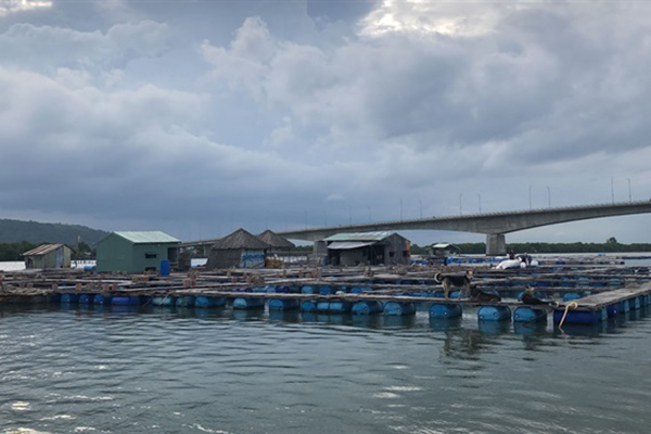 Bà Rịa - Vũng Tàu: Sản lượng nuôi trồng thủy sản trong tháng 5 năm 2021 đạt 1.553 tấn, tăng 4,8%
