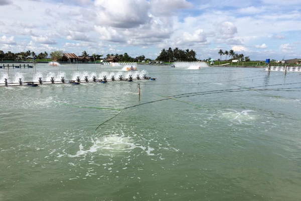 Bằng chứng bệnh AHPND trên tôm lây lan qua đường không khí