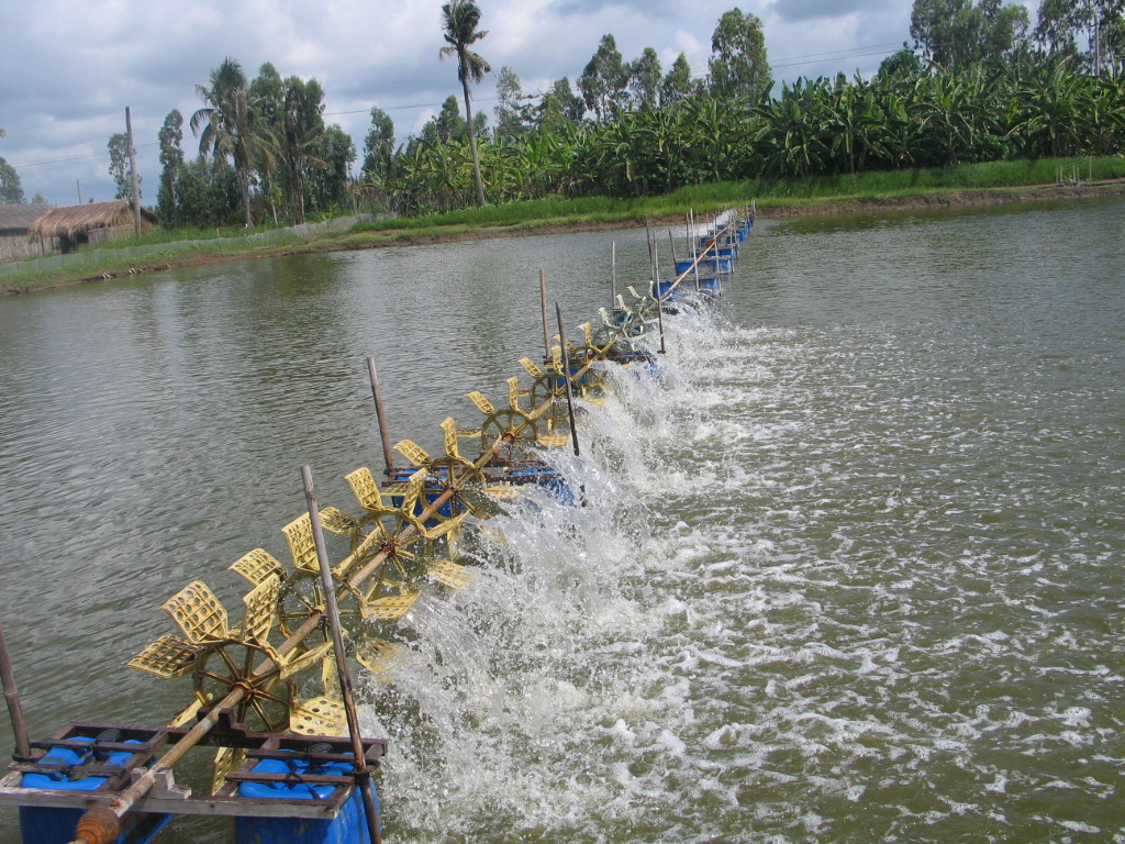 Tra Vinh province: Shrimp seeds release almost reaches plan