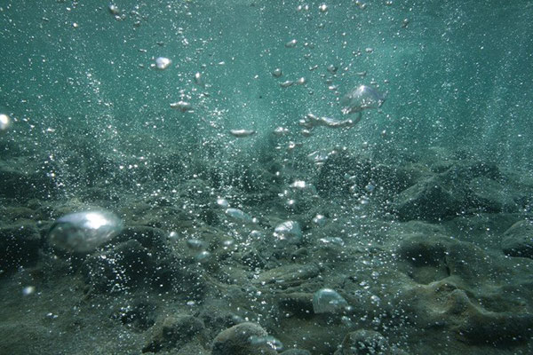 Axit hóa đại dương có thể tác động đến quần thể cá tuyết Đại Tây Dương nghiêm trọng hơn so với suy nghĩ trước đây