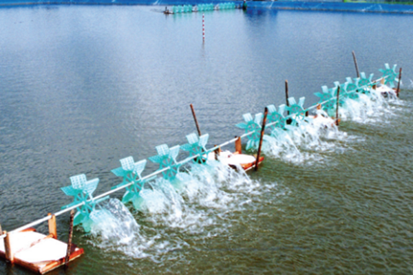 Bà Rịa - Vũng Tàu: Sản lượng nuôi trồng thủy sản tháng 11 năm 2022 tăng 4,62% so với cùng kỳ 2021