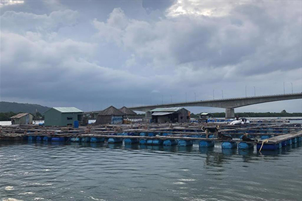 Bà Rịa- Vũng Tàu: Sản lượng nuôi trồng thủy sản 10 tháng đầu năm 2022 ước đạt trên 16 nghìn tấn
