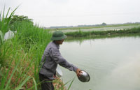 Bac Ninh province: Fisheries production in the first ten months reached over 30 thousand tons