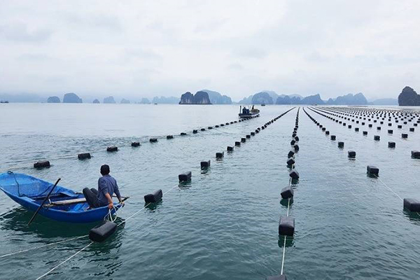 Ban hành bộ chỉ số đánh giá môi trường biển và hải đảo