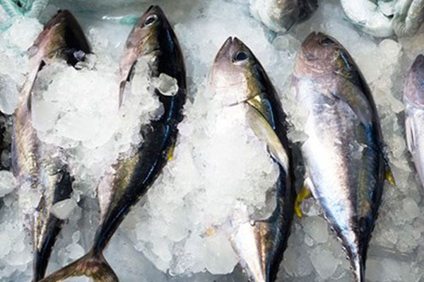 Tính bền vững của các sản phẩm cá ngừ bảo quản