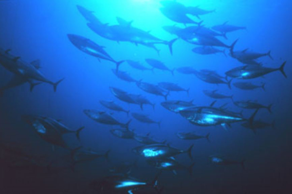 IATTC thông qua các biện pháp bảo vệ cá ngừ chặt chẽ nhất thế giới cho đến năm 2020