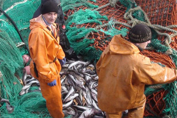 Khu vực Biển Barents tăng sản lượng đánh bắt và xuất khẩu cá