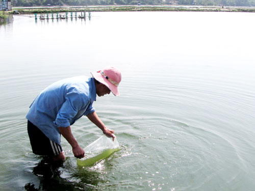 Many solutions to restore aquatic resources