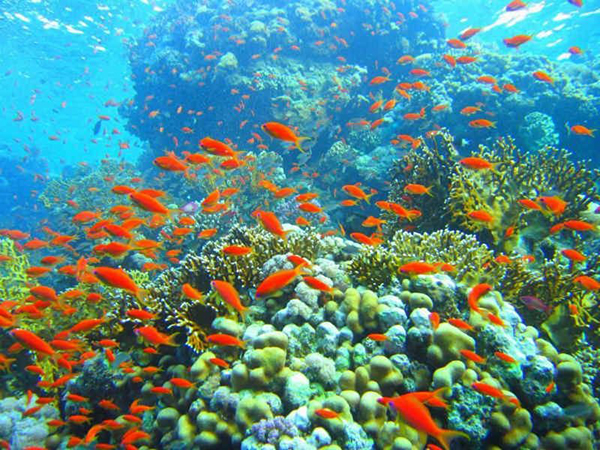 Đại dương và hải sản có vai trò to lớn trong bối cảnh dân số thế giới ngày càng tăng