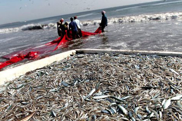 Biến đổi khí hậu và axit hóa đại dương gây tác động xấu đến ngành thủy sản