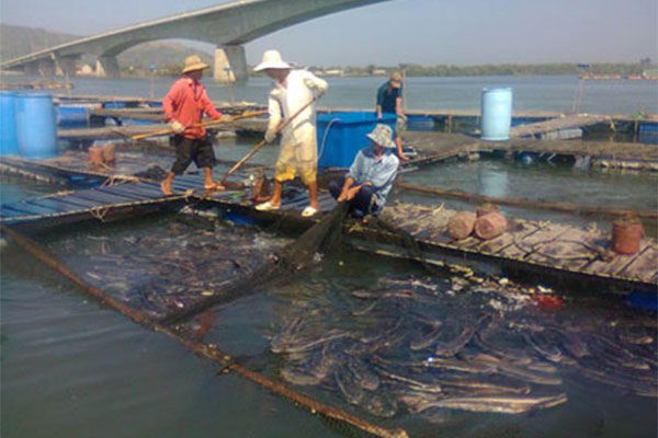 Bà Rịa – Vũng Tàu: Chủ động ứng phó mưa, bão, lũ trong nuôi trồng thủy sản năm 2020