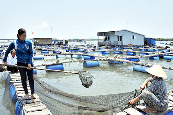Bà Rịa - Vũng Tàu: Giá trị sản xuất nuôi trồng thủy sản 9 tháng tăng mạnh 6,6%