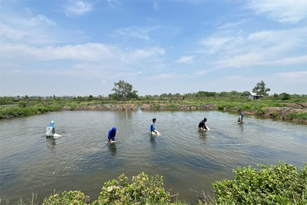 Bước tiến mới trong ngành nuôi trồng và chế biến rong biển ở Indonesia