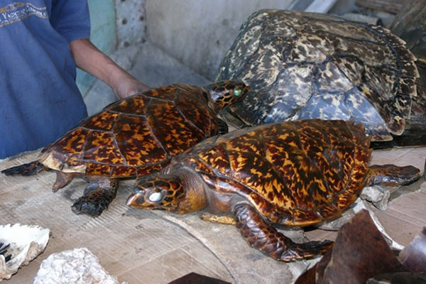 Cuộc chiến chống nạn buôn bán bất hợp pháp rùa biển: cần có tiếp cận toàn cầu và sự tham gia của các cộng đồng địa phương