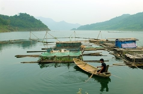 Branding Fish and Shrimp in Hoa Binh Hydropower Reservoir