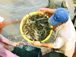Promoting the potential of key aquaculture species