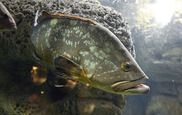 Thức ăn tươi sống có thể cách mạng hóa nghề nuôi cá mú