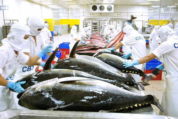 Cá ngừ Việt Nam đương đầu vượt khó