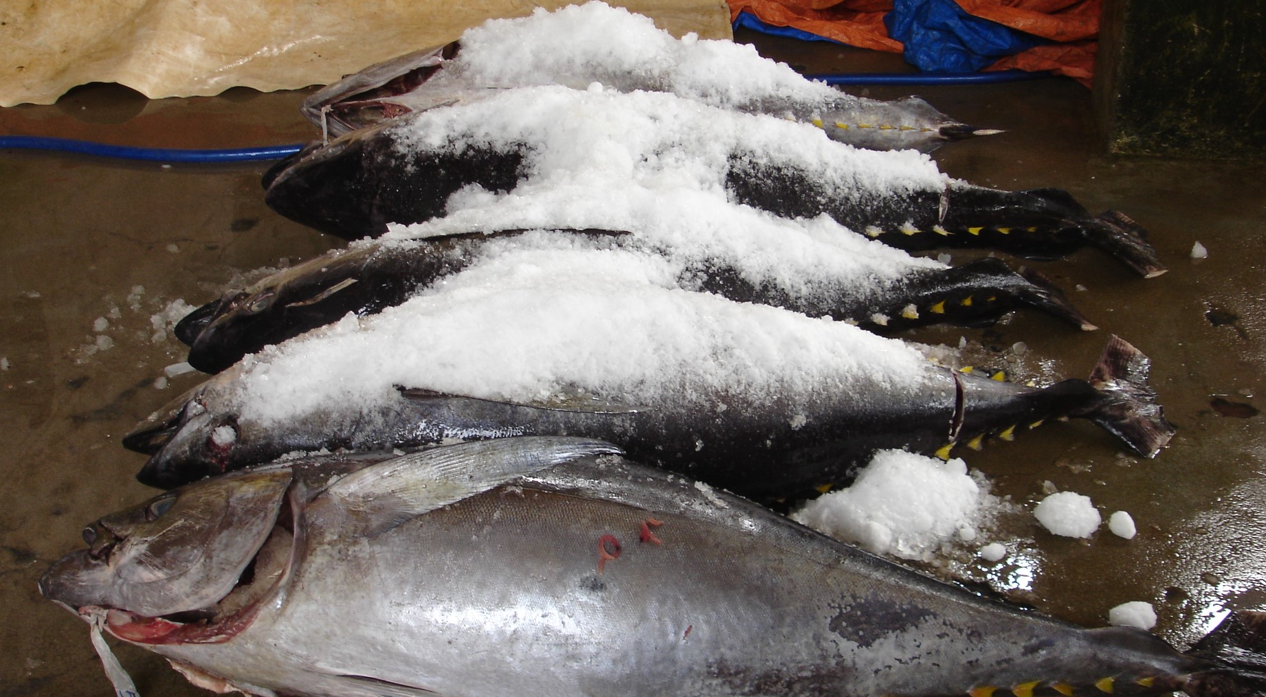 Tuna exports are recovering