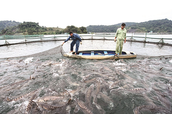 Lào Cai: Phấn đấu đến năm 2050, sản lượng cá nước lạnh đạt 1,4 nghìn tấn