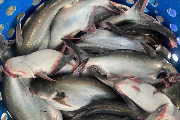 Cá tra 2025 - Điểm sáng trong xuất khẩu thủy sản Việt Nam