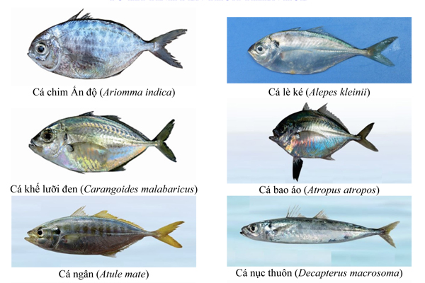 Danh mục các loài cá nổi thường gặp ở vùng biển từ Hà Tĩnh đến Thừa Thiên Huế
