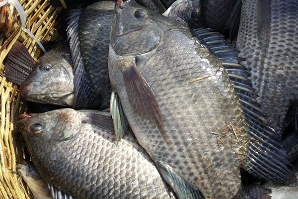 Increasing 50% in tilapia farming productivity thanks to Biofloc technology