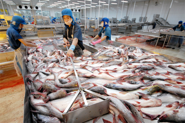 Do Covid-19, giá cá tra giảm và doanh thu xuất khẩu lao dốc