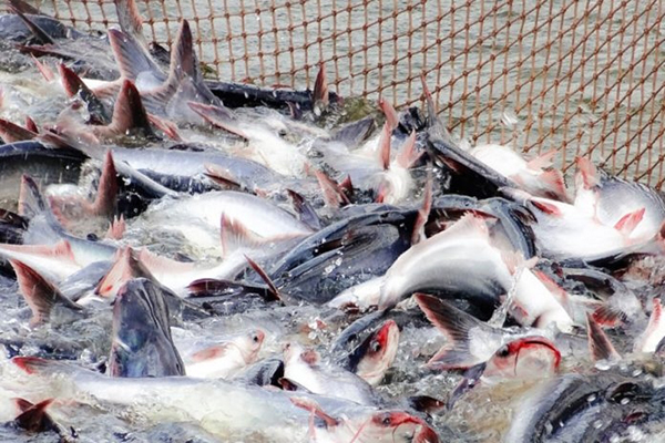 Xuất khẩu cá tra Việt Nam có nhiều tín hiệu tích cực