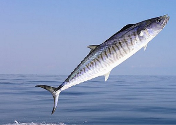 Hạn ngạch cá thu giảm, hạn ngạch cá trích (herring) và cá trích xanh (blue whiting) tăng
