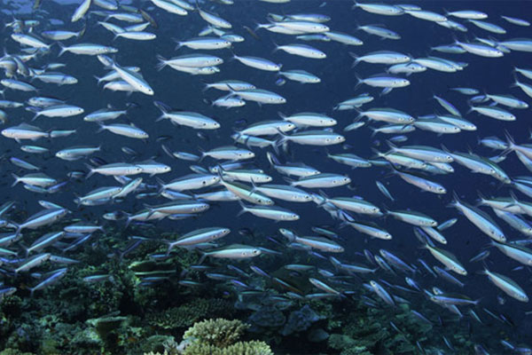 Phát triển quan trọng có thể làm giảm số lượng cá cần thiết trong nghiên cứu về độc tính