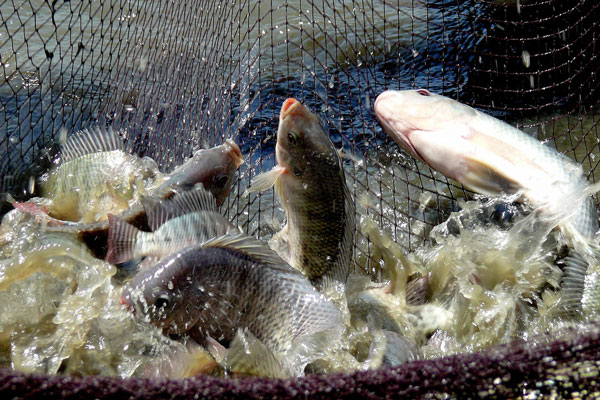 Kết quả quan trắc nguồn nước cấp cho vùng nuôi cá rô phi tại Đồng Tháp