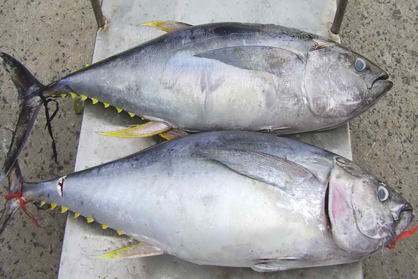 Tại sao cá ngừ của bạn có thể có lượng hóa chất gấp 36 lần so với các loại khác
