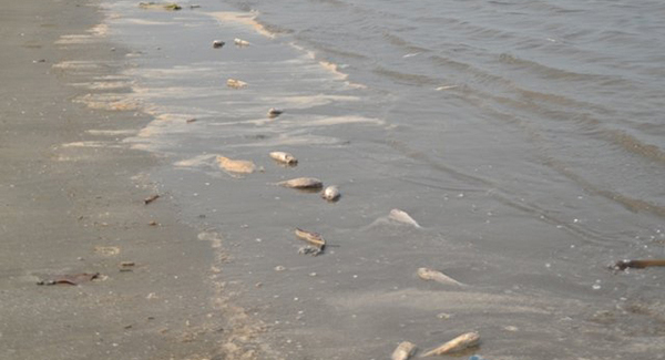 Nghệ An: Công bố nguyên nhân cá chết trên vùng biển Diễn Châu